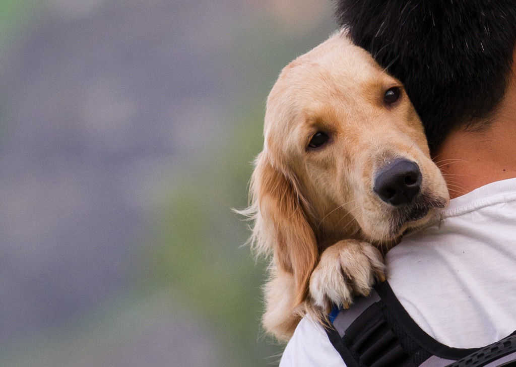 dog being held by owner