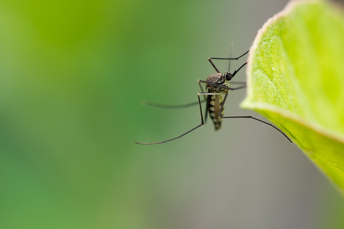 a-look-at-vector-borne-diseases-redsave