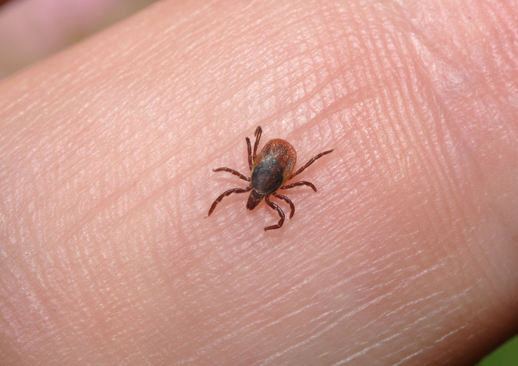 A tick carrying Lyme disease